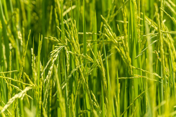 Rice is growing in the field.