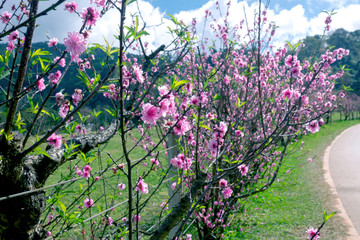 some peach trees in bloom
