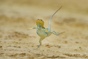 Bearded dragon