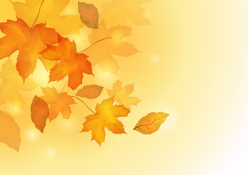 Falling autumn maple leaves background