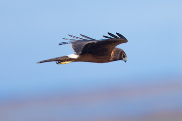 Extremely close view of a hen harrier, seen in the wild near the San Francisco Bay