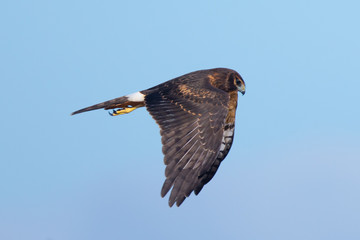 Extremely close view of a hen harrier, seen in the wild near the San Francisco Bay