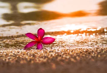 Zelfklevend Fotobehang Pink Frangipani or plumeria flower on sand beach with small sea water wave and beautiful bubbles and bokeh against sunset background in summer © Wanmongkhol