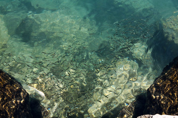 many fishes