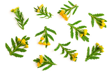 tansy with leaf isolated on a white background. Medical herb