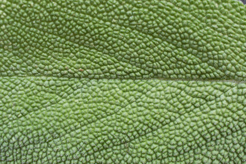 details of fresh sage leaves, close up
