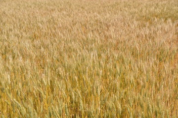 field of wheat