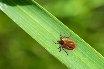 Tick filled with blood crawling on leaf of grass