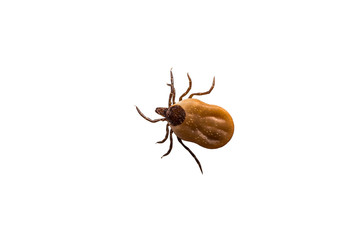 Tick filled with blood crawling on white background
