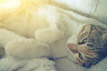 cute little cat sleep