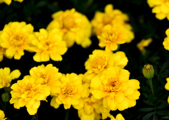 marigold