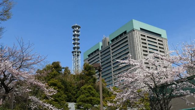 4K 東京風景　満開の桜　防衛省
