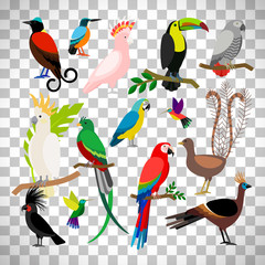 Exotic tropical birds on transparent background © ssstocker