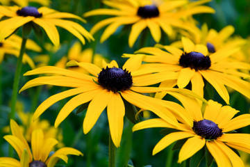 Sonnenhut (rudbeckia filgida var demii)