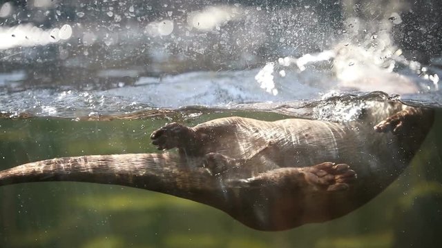 Playful otter swimming and playing around in water