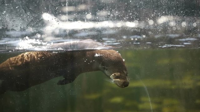 Playful otter swimming and playing around in water