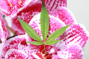 Cannabis leaf on an orchid flower