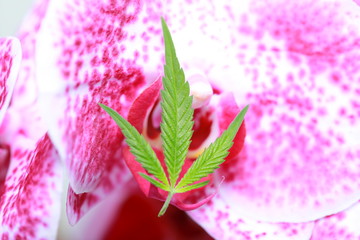 Cannabis leaf on an orchid flower