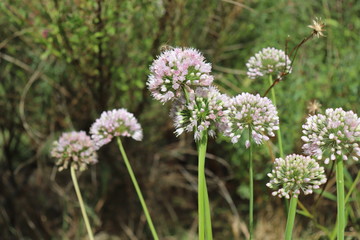 Close up macro of Siberian Garlic Chive growing on a sunny day in organic garden, blurred background. Allium nutans