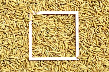 paddy background.  paddy rice seed surface texture with copy space for add text message