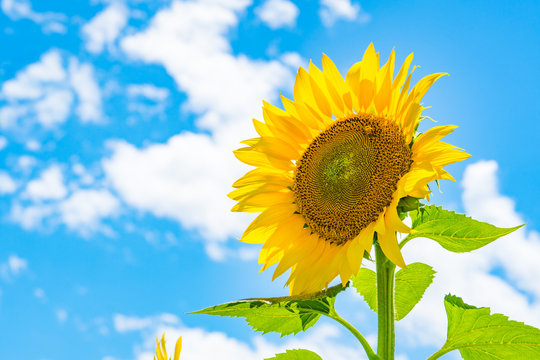Akeno Sunflower Field under Summer Sky &ndash; Radiant Rural Landscape (2017)