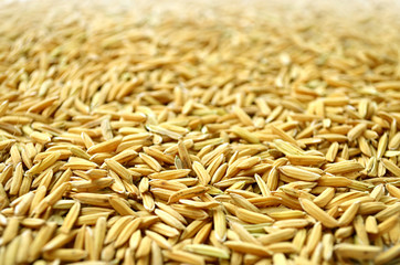 paddy background. dry method of brown paddy rice seed, paddy rice seed surface texture.