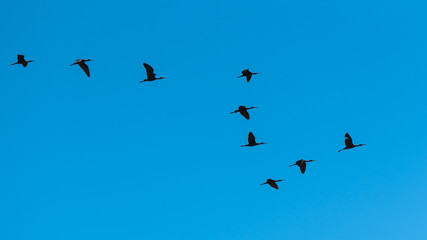 glossy ibis, Plegadis falcinellus, flight
