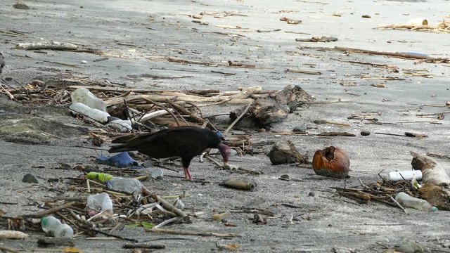 Vulture at the beach eating from a death fish in Montezuma Costa Rica