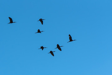 glossy ibis, Plegadis falcinellus, flight
