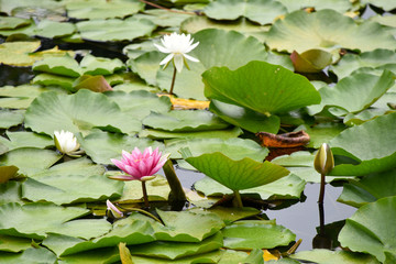water lily