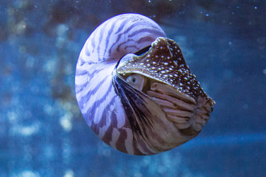 pr&auml;chtiger Nautilus, Perlboote