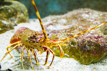 schöne, farbenfrohe Languste