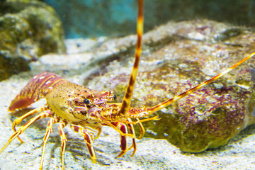 schöne, farbenfrohe Languste