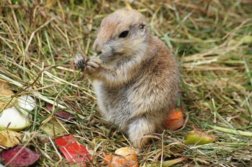 Essender Präriehund