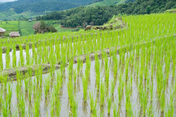 Fototapeta premium home and green terraced rice field with mist on morning in Pa Bong Pieng, Chiang Mai, Thailand.