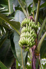 green banana tree