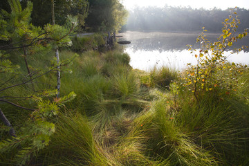 Abstrakcyjne formy roślin na brzegu leśnego jeziora