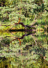 Abstrakcyjne formy roślin na brzegu leśnego jeziora © JDziedzic