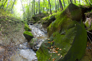 Malowniczy górski strumień w leśnej scenerii  jesienią © JDziedzic