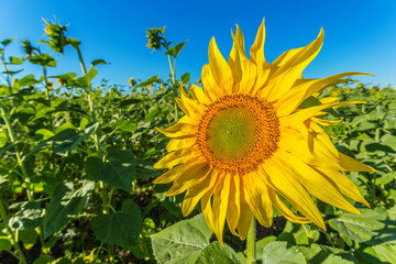 Yellow field of sunflowers