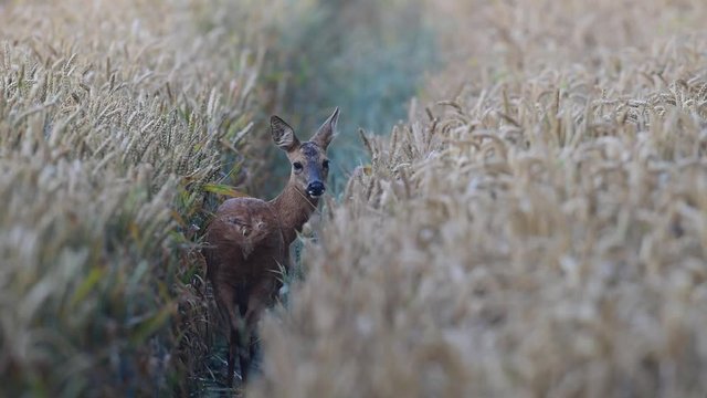 Reh steht im Getreide Feld, Sommer
