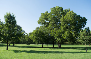 beautiful green trees and landscape in summer for background