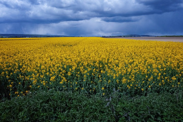 Obraz premium Beautiful field and sky with clouds
