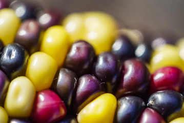 rainbow corn