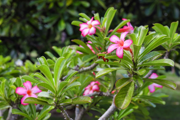 Beautiful tropical flowers outdoors