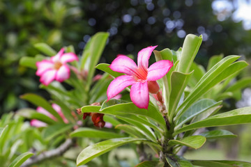 Beautiful tropical flowers outdoors