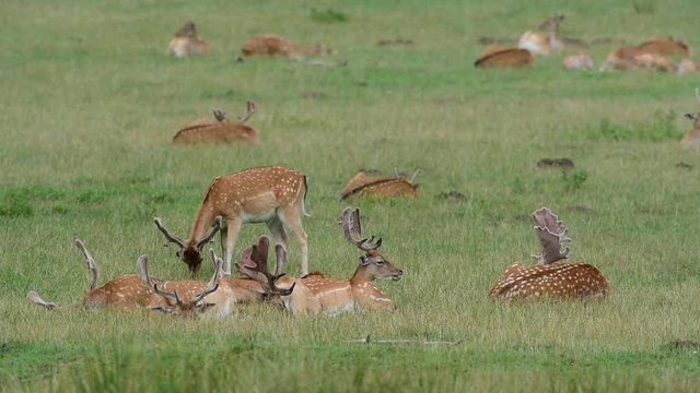 Damwild Rudel ruht sich auf Sommer Wiese aus