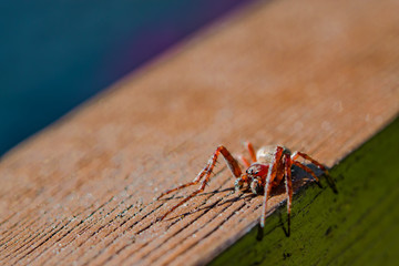 Spider common on wooden board, closeup, macro, selective focus
