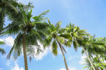 Fototapeta premium Green tropical palms against blue sky
