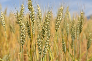 wheat